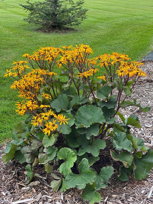 Ligularia dentata 'Desdemona'