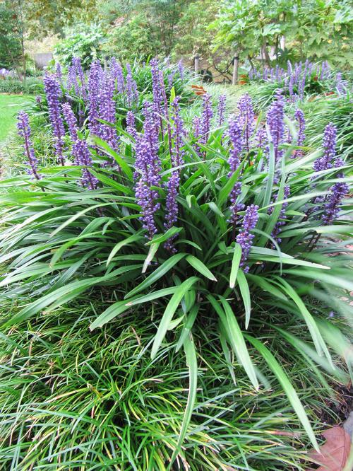 Lily-turf Liriope muscari Big Blue from Growing Colors