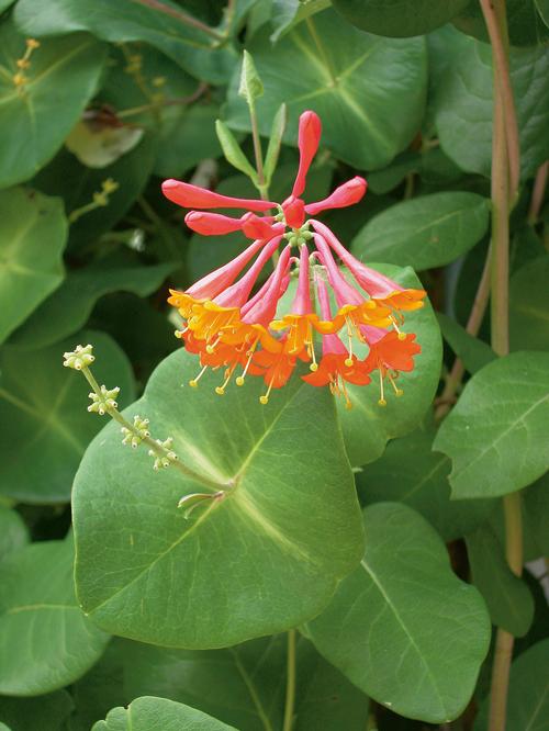 Lonicera x brownii 'Dropmore Scarlet'