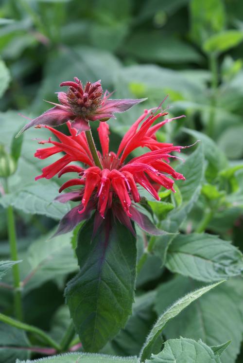 Bee Balm Monarda Gardenview Scarlet from Growing Colors