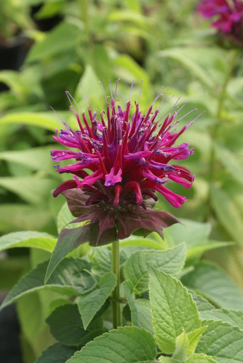 Bee Balm Monarda Grand Marshall™ from Growing Colors