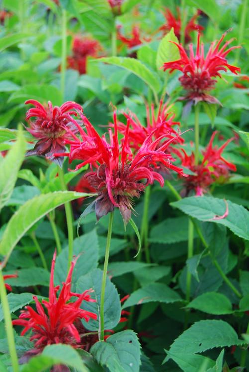 Monarda 'Jacob Cline'