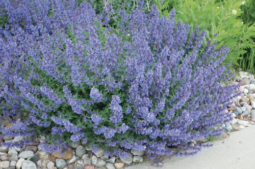 Nepeta faassenii 'Walker's Low'