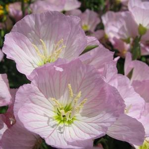 Oenothera berlandieri 'Siskiyou Pink'