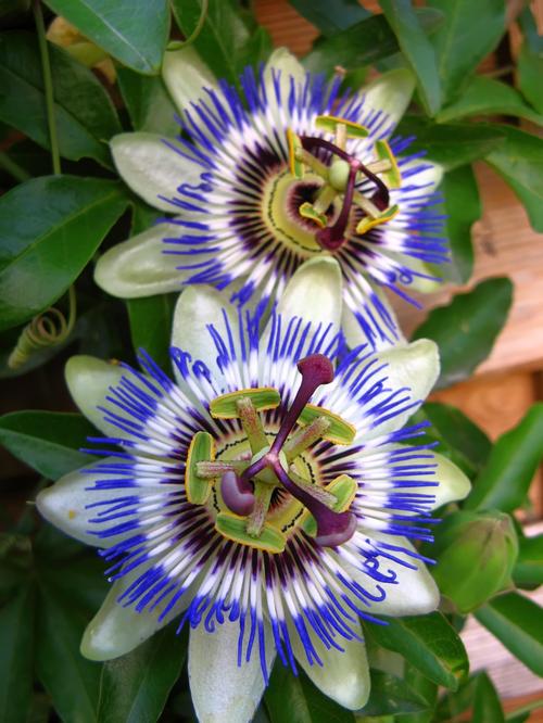 Passiflora caerulea 