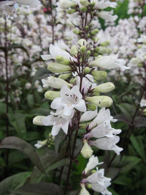 Penstemon digitalis 'Husker's Red'