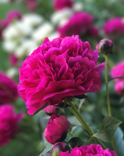 Peony 'Kansas'