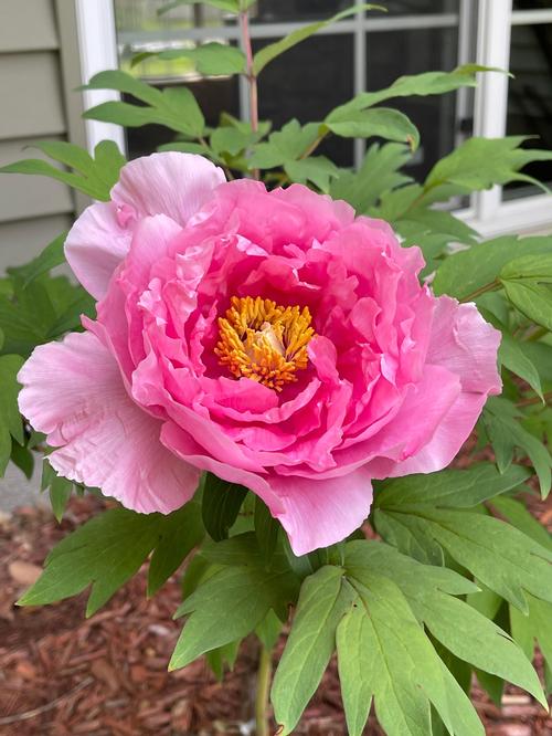 Peony Tree suffruticosa 'Hanakisoi (Pink)'