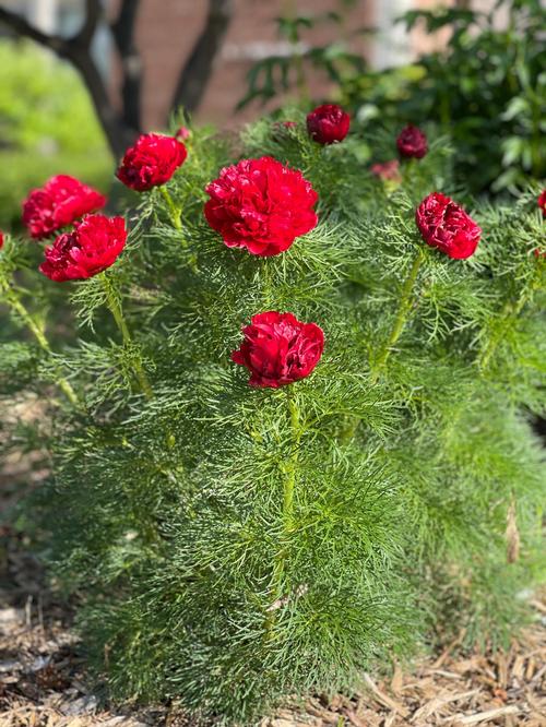 Fern Leaf Peony Peony Fern Leaf tenuifolia Rubra Plena from Growing Colors