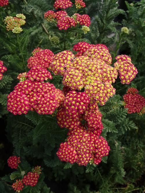 Yarrow Achillea millefolium Strawberry Seduction from Growing Colors