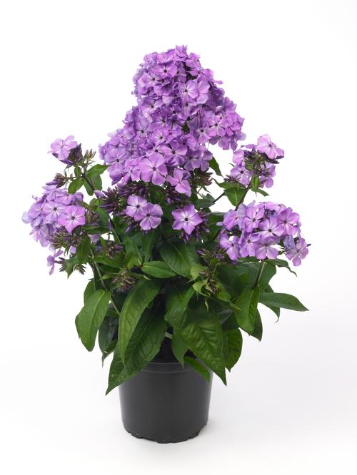 Dwarf Garden Phlox Phlox Flame™ Series paniculata Violet Flame® from
