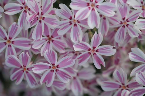 Phlox subulata 'Candy Stripe'