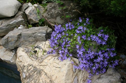 Campanula poscharskyana 'Blue Waterfall'