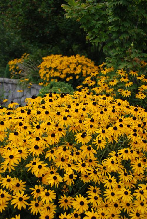 Black Eyed Susan Rudbeckia Fulgida Goldsturm From Growing Colors,Half Square Triangles Quilt
