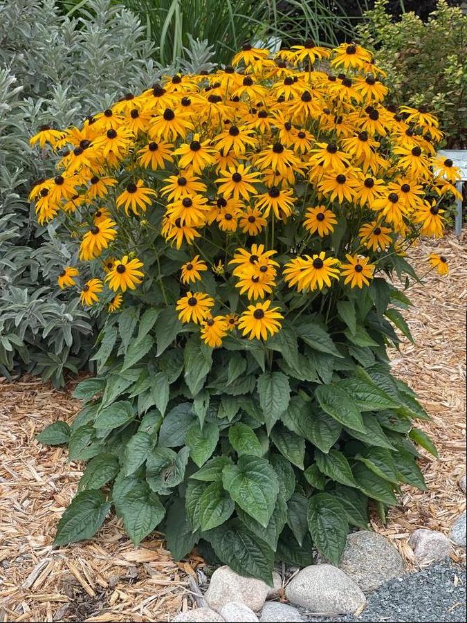 Rudbeckia fulgida 'Goldsturm'