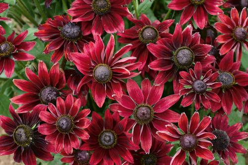 Rudbeckia hirta 'Cherry Brandy'