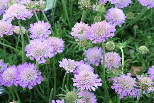 Scabiosa columbaria 'Butterfly Blue'