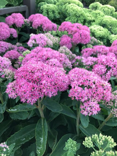 Sedum Tall Upright Clumping 'Neon'