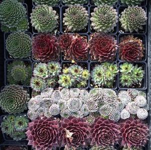 Sempervivum 'Mixed Assortment'