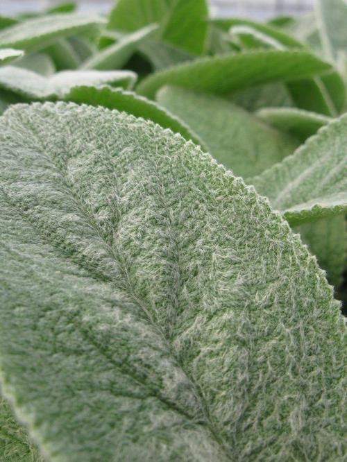 Stachys byzantina 'Helen von Stein'