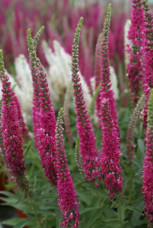 Speedwell Veronica spicata Red Fox from Growing Colors