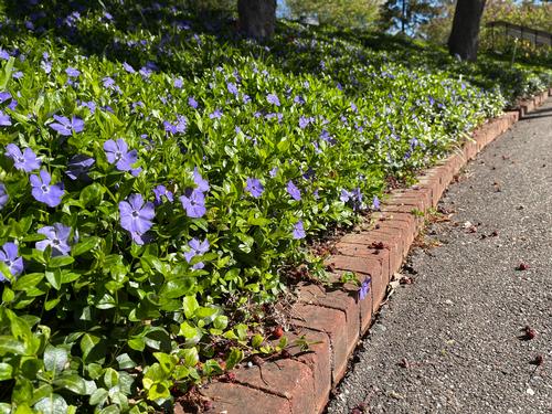 Vinca minor 'Bowles Variety'