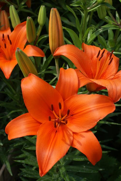 Lilium - Asiatic Lily 'Brunello'