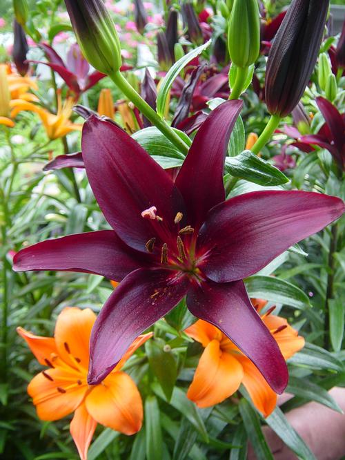 Lilium - Asiatic Lily 'Landini'