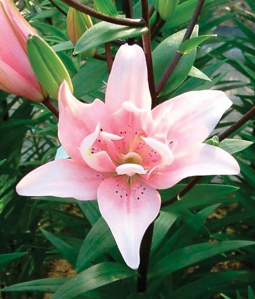 Lilium Asiatic Lily Double Flowering Elodie from Growing Colors