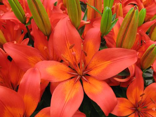 Lilium - Asiatic Pot Lily 'Matrix'