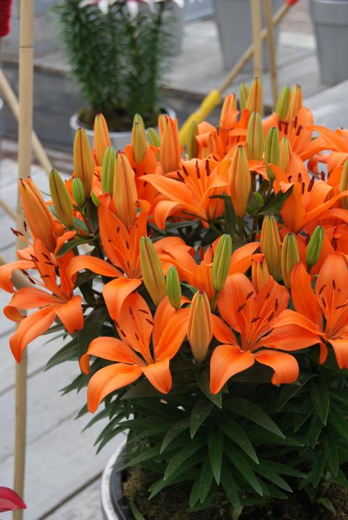 Lilium - Asiatic Pot Lily 'Orange Matrix'