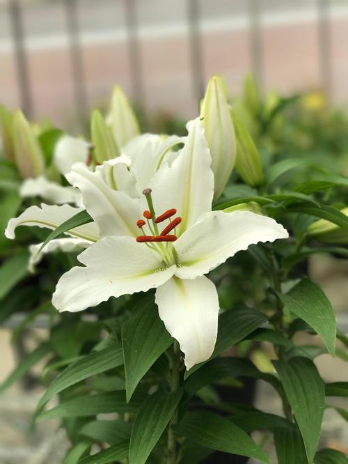 Lilium - Oriental Lily Casa Blanca