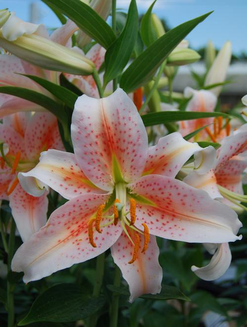 Lilium Oriental Lily Salmon Star from Growing Colors