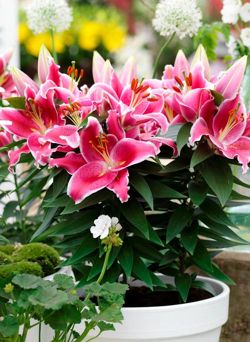 Lilium - Oriental Pot Lily Looks™ After Eight from Growing Colors