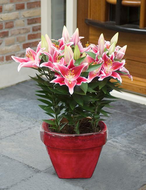 Lilium - Oriental Pot Lily Looks™ After Eight from Growing Colors