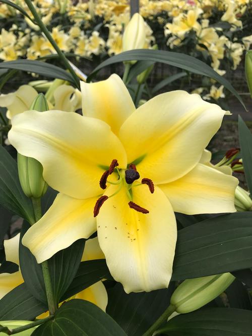 Lilium - OT Hybrid Lily 'Conca d'Or'