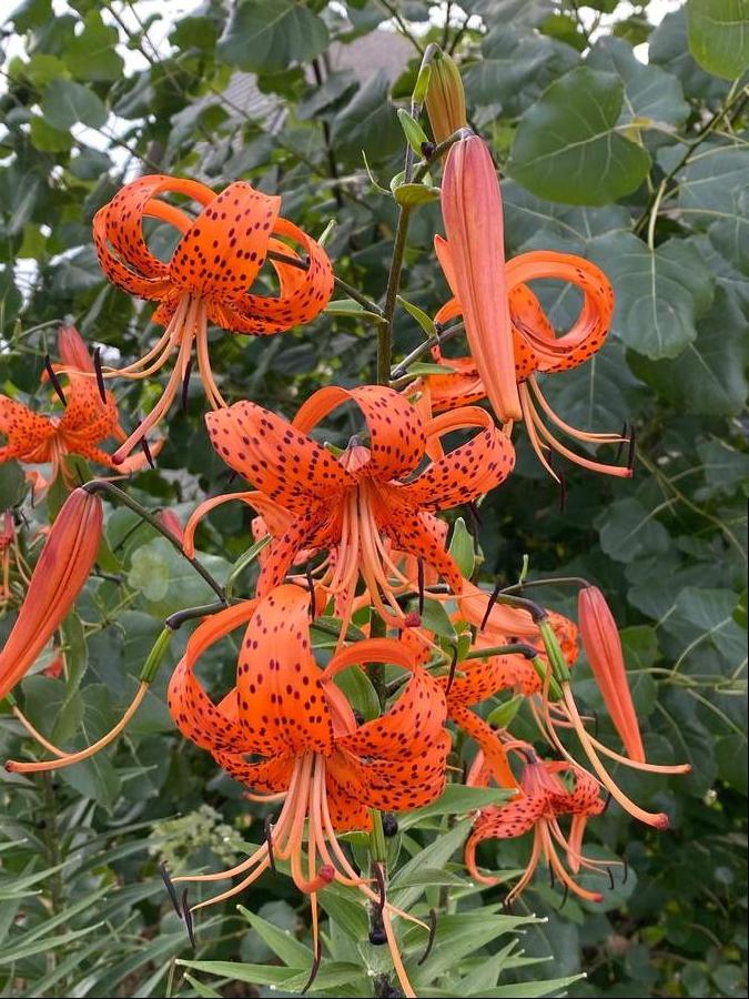 Lilium - Tiger Lily 'Splendens (orange)'