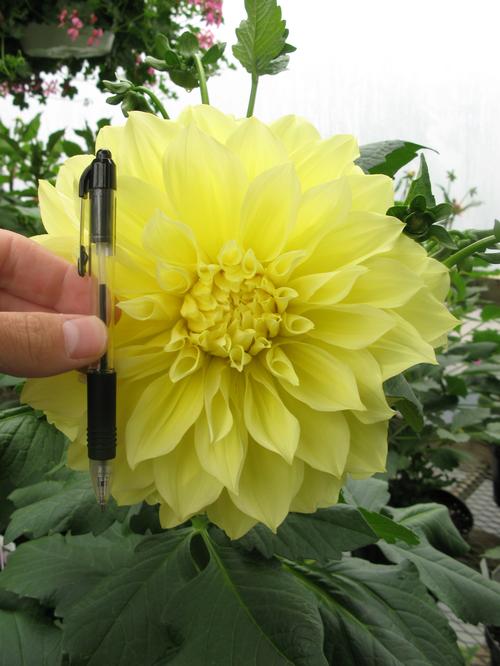 Dahlia Tall Dinner Plate 'Kelvin Floodlight'