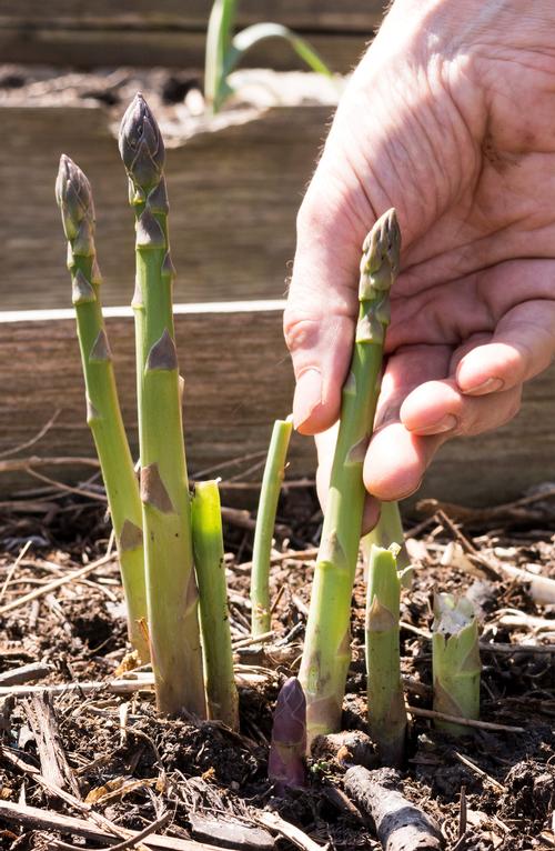 Asparagus 'Jersey Knight'