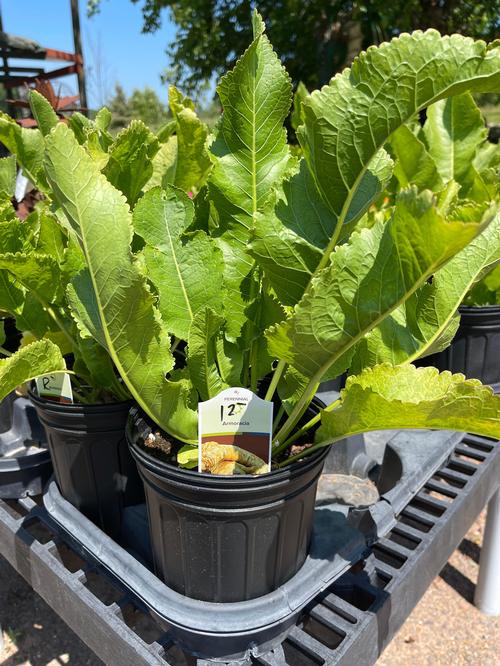 Horseradish 