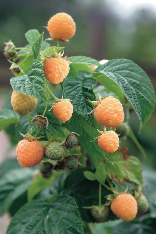 Raspberry 'Fall Gold'