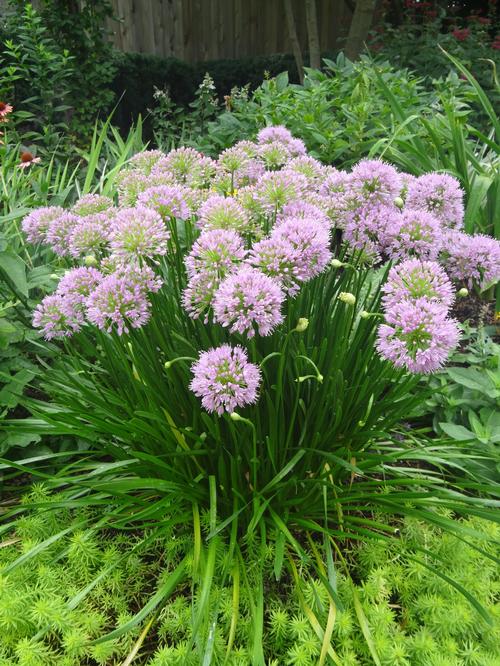 Allium tanguticum 'Summer Beauty'