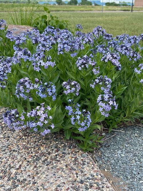 Amsonia 'Blue Ice'