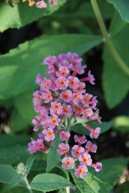 Butterfly Bush Buddleia davidii Bicolor from Growing Colors