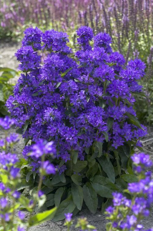 Campanula glomerata 'Freya'