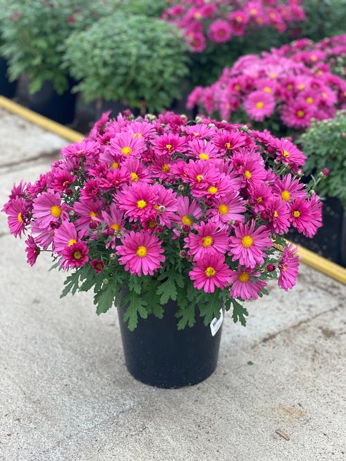 Chrysanthemum 'Mammoth™ Lavender Daisy'