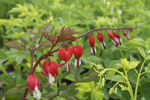 Dicentra spectabilis x 'Valentine 'Hordival''