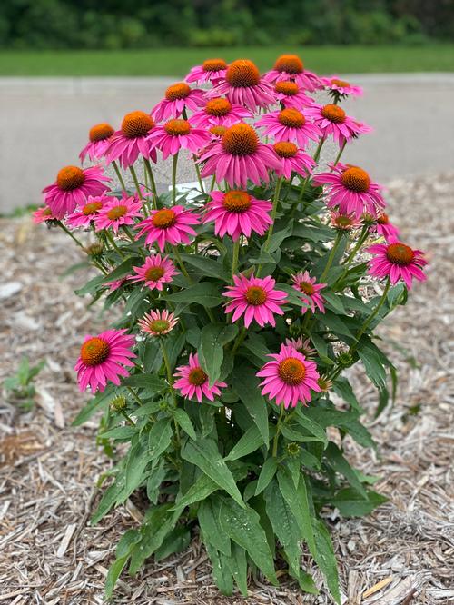 Echinacea purpurea 'POW WOW™ Wild Berry'