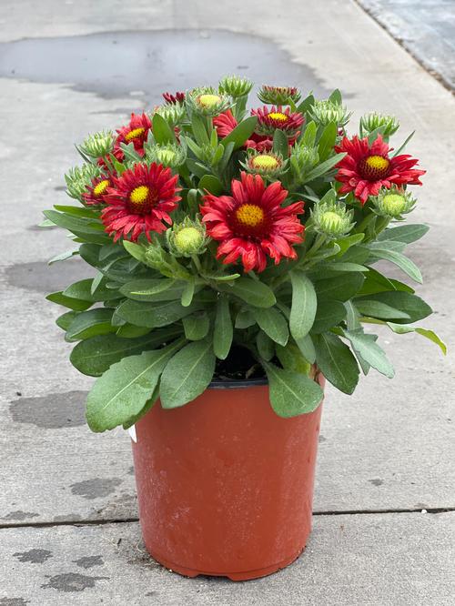 Gaillardia aristata 'Arizona Red Shades'