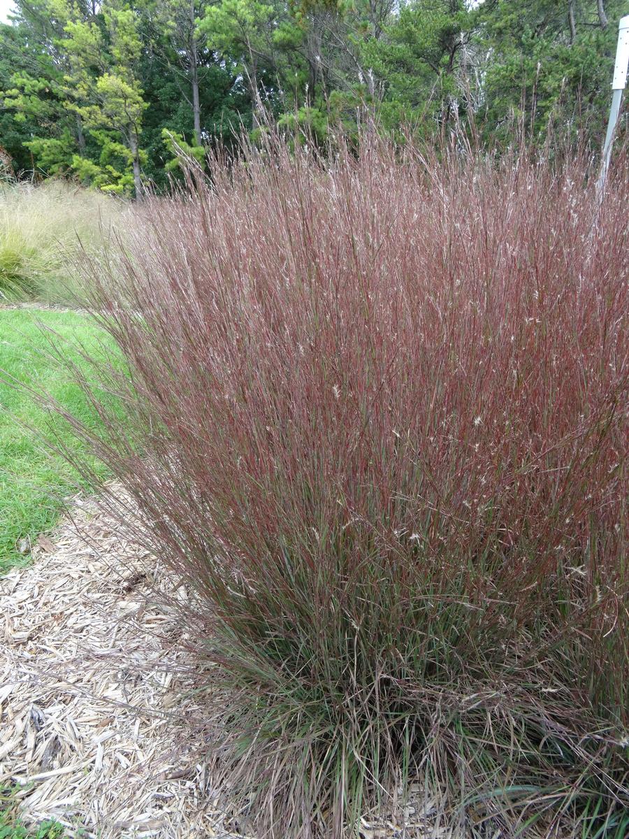 Schizachyrium scoparium 'Blue Heaven™'